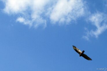 Freebird.jpg