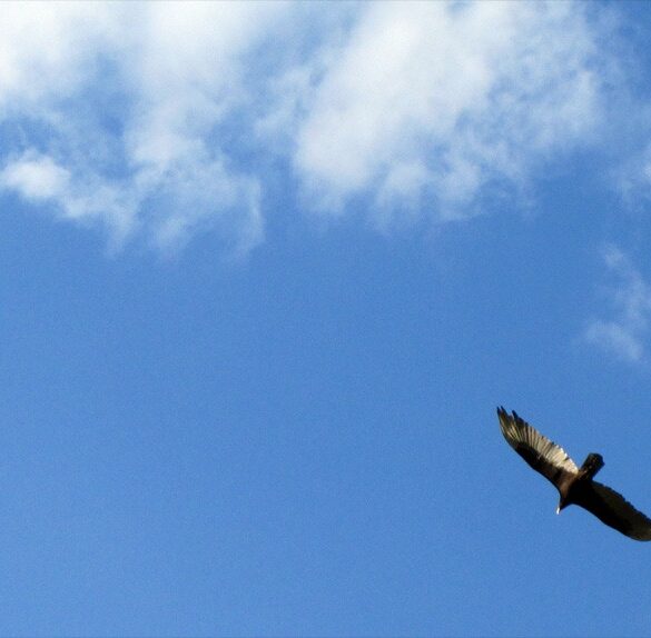 Freebird.jpg