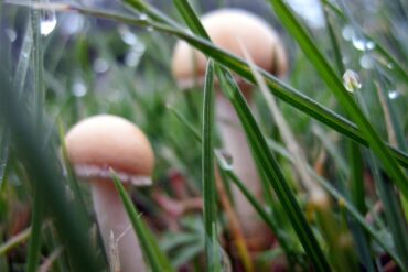 Mushroom.jpg