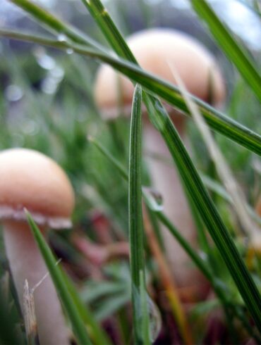 Mushroom.jpg