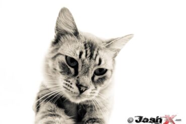 Kitttiiy.jpg