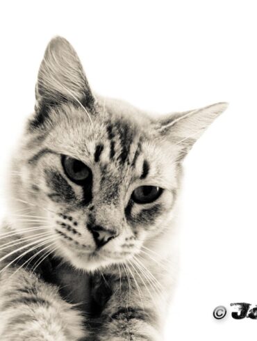 Kitttiiy.jpg