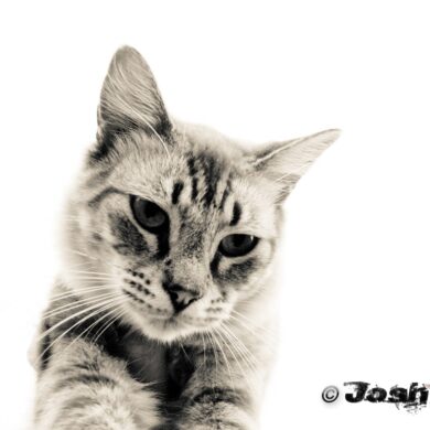 Kitttiiy.jpg