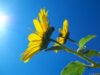 Sunflowerbig.jpg