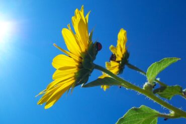 Sunflowerbig.jpg