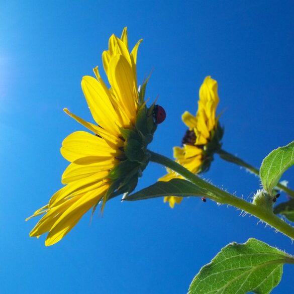 Sunflowerbig.jpg