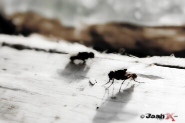 Flies.jpg