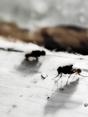 Flies.jpg