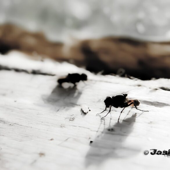 Flies.jpg