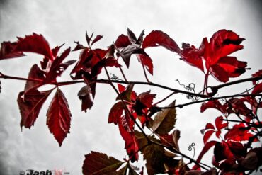 Leaves.jpg