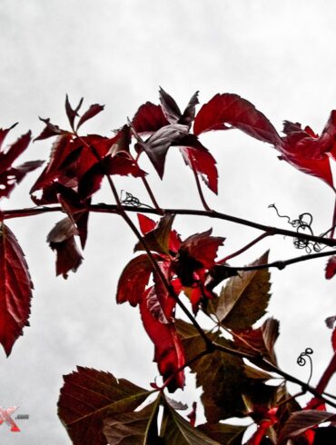 Leaves.jpg