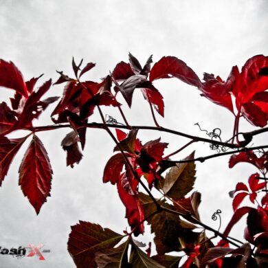 Leaves.jpg