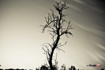 Tree.jpg