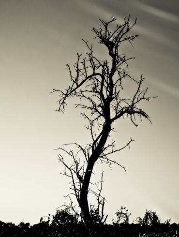 Tree.jpg