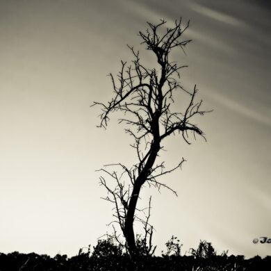 Tree.jpg