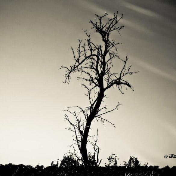 Tree.jpg
