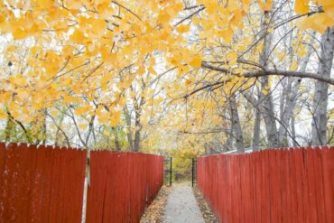 Path2.jpg