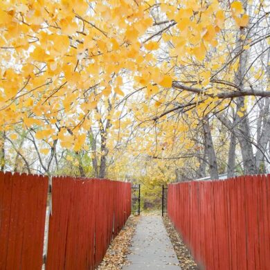 Path2.jpg