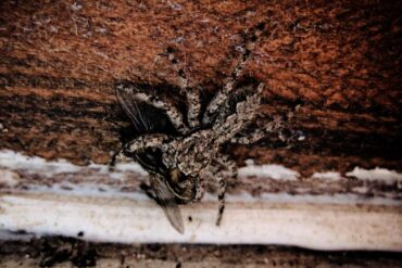 Spiderfly.jpg