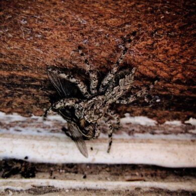 Spiderfly.jpg