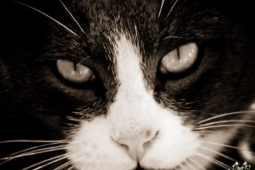 Hitlerkitty.jpg