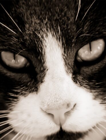 Hitlerkitty.jpg