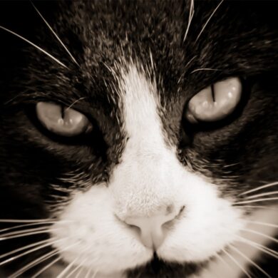 Hitlerkitty.jpg