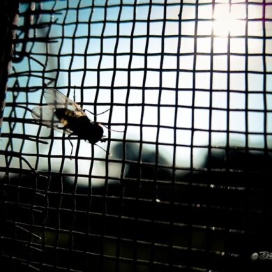 Flyjail.jpg