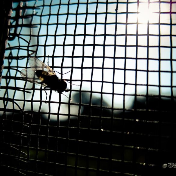 Flyjail.jpg