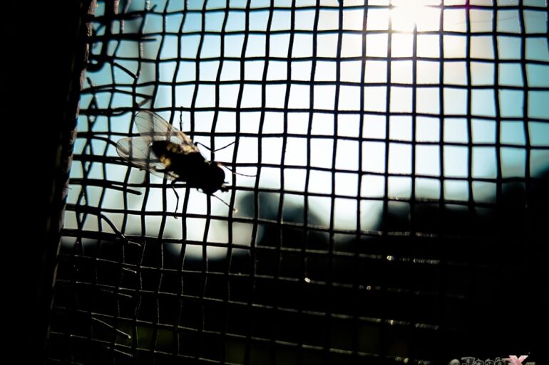 Flyjail.jpg