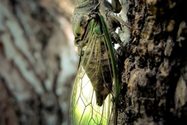 Cicadas.jpg