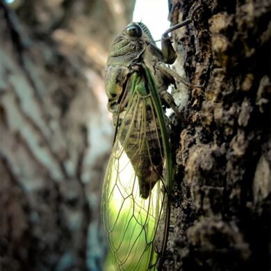 Cicadas.jpg