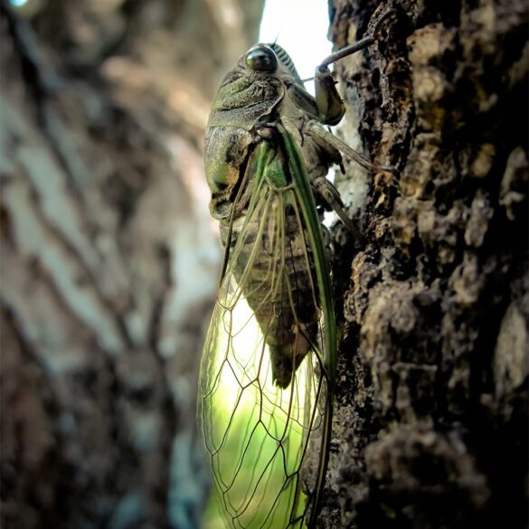 Cicadas.jpg