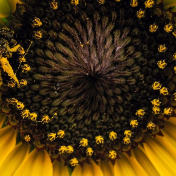 Dirtybee 2.jpg