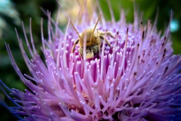 Bee.jpg