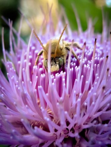 Bee.jpg