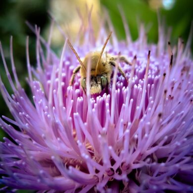 Bee.jpg