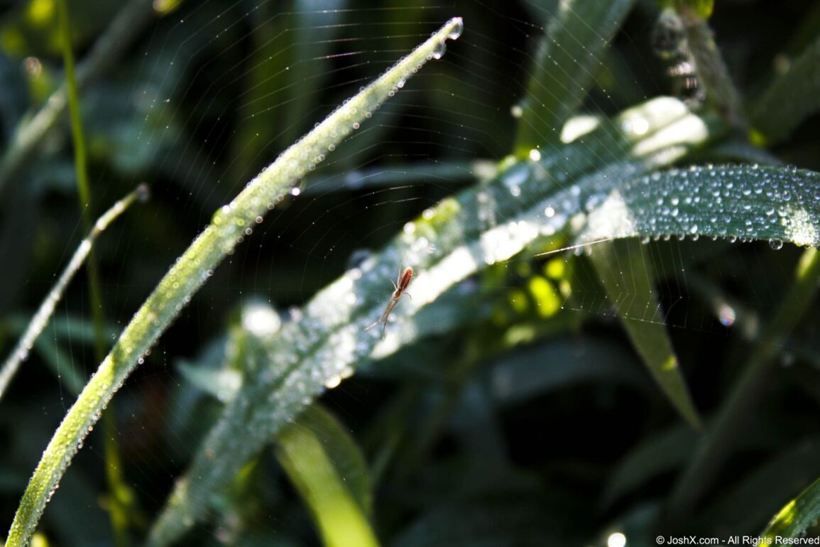 Spider Drop