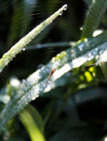 Spider Drop