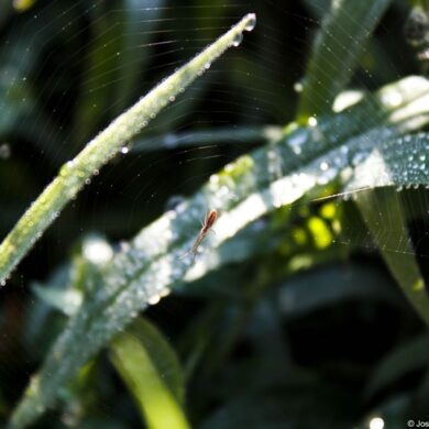 Spider Drop
