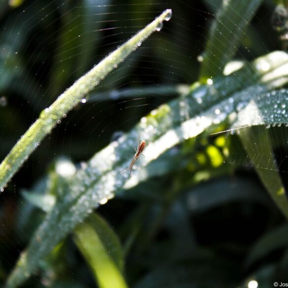 Spider Drop