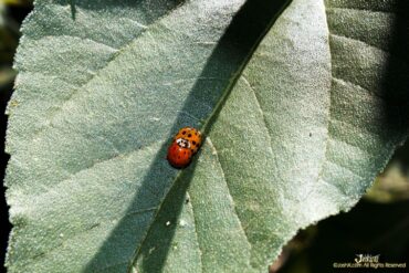 Lady Bug Sex