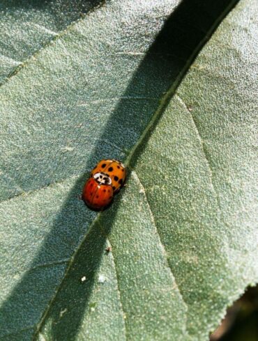 Lady Bug Sex