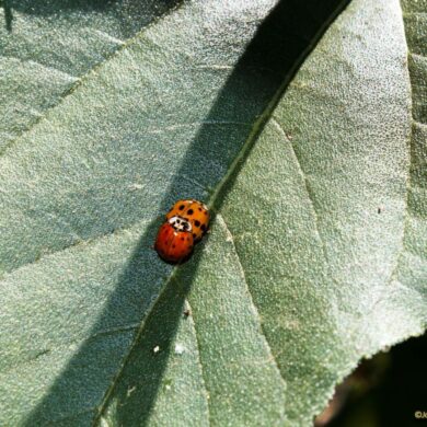 Lady Bug Sex