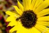 Last Bee