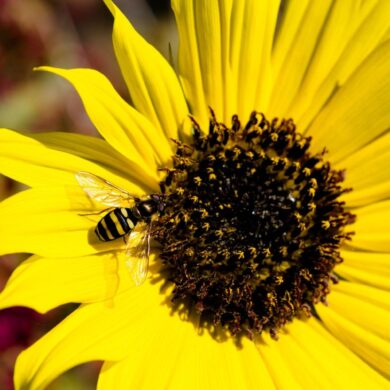 Last Bee
