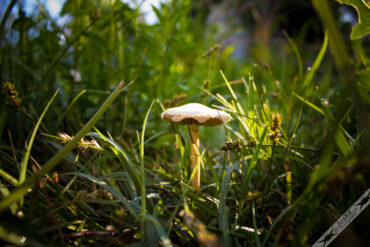 Shroom