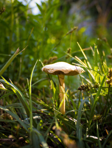 Shroom