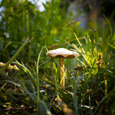 Shroom